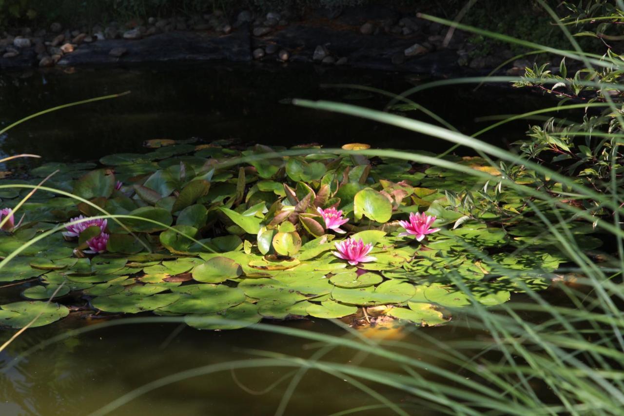 Tiszacsege Nagymajor Birding Lodge מראה חיצוני תמונה